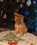 Шиба ину Коледни изненади, снимка 8