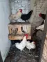 Продавам изгодно кокошки, снимка 6