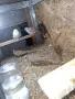 Диамантени гугутки, снимка 3
