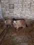 2 млади овце на 1 агне и 1 мъжко агне продават се заедно, снимка 1