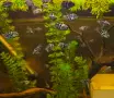 рибки син папагал  (Polar Blue Parrot Cichlid), снимка 8