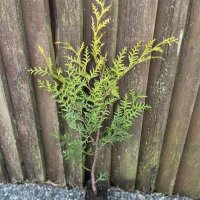 Туя Брабант (Тhuja occidentals Brabant) е вечнозелено растение с колоновидна форма. Има бърз растеж , снимка 2 - Градински цветя и растения - 29823831
