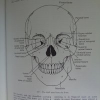 Black's medical dictionary, снимка 7 - Специализирана литература - 29883762