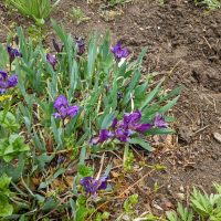 Нисък сорт лилав и жълт Ирис (коренище), снимка 2 - Градински цветя и растения - 36418709