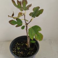 Смокини - зелени и черни(корен), снимка 7 - Градински цветя и растения - 21060505