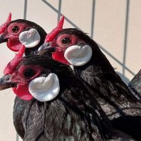 Продавам черен Розкомб., снимка 5 - Кокошки и пуйки - 40147963