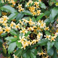 Жасмин(Жълт Ароматен), снимка 2 - Градински цветя и растения - 40500342