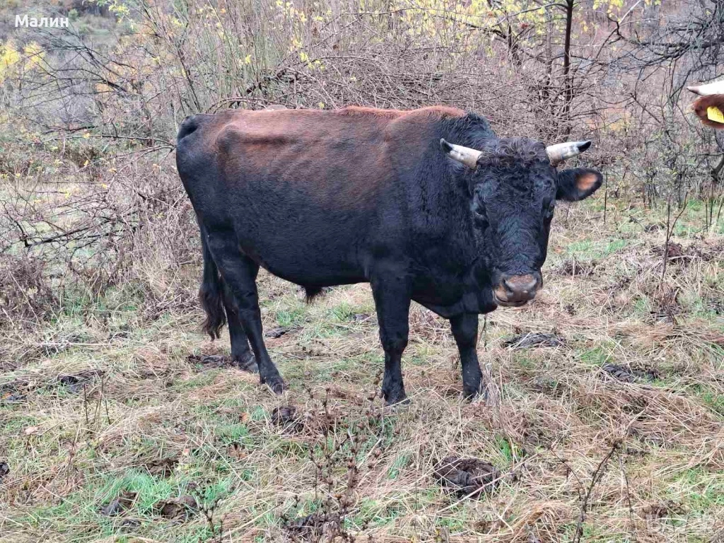 Телета (крави), снимка 1