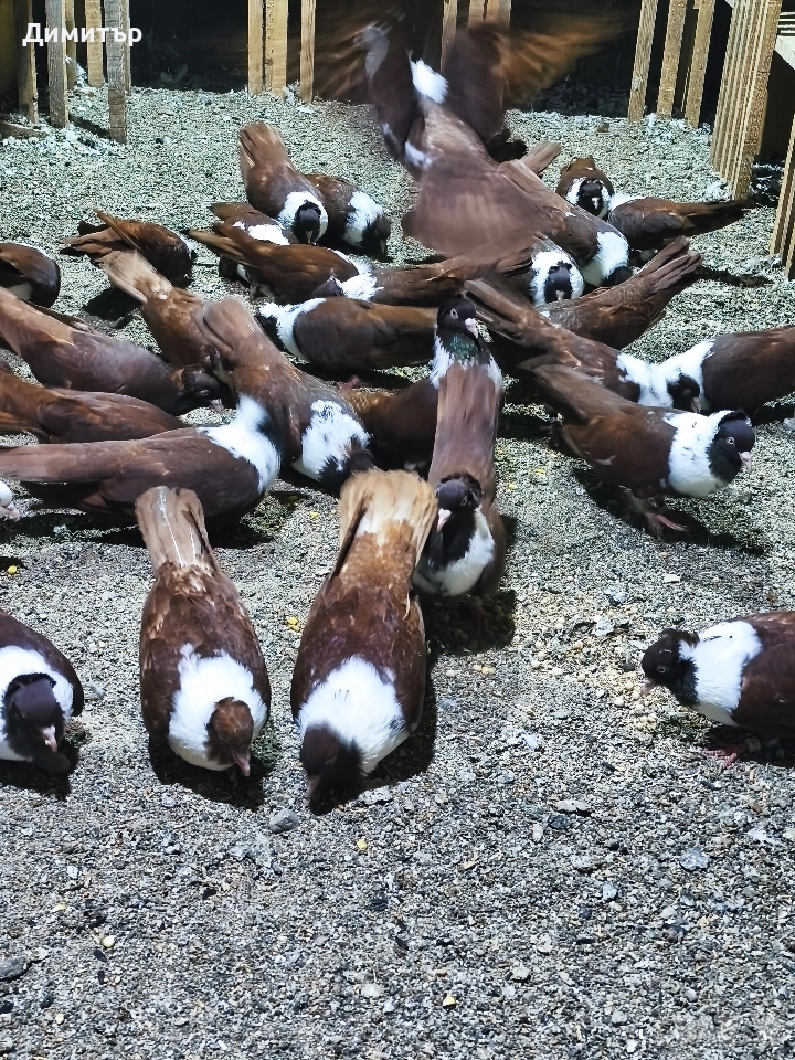Чирпански гълъби , снимка 1
