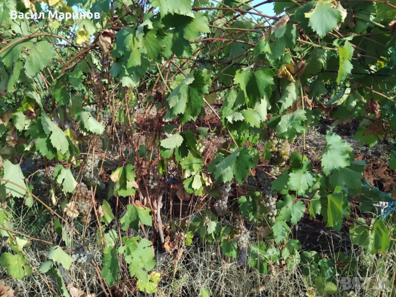 Продавам грозде Ркацители , с. Орешник, обл. Хасково, снимка 1