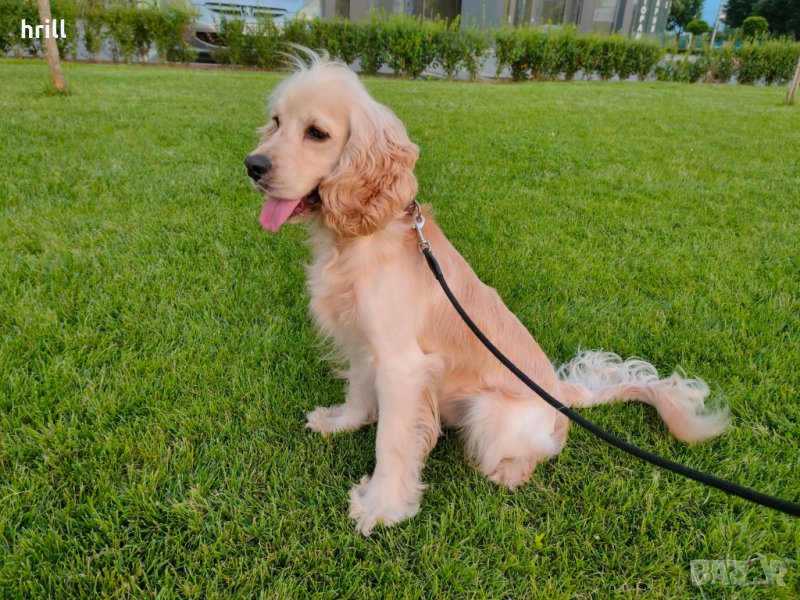 Мъжки кокер шпаньол Били търси партньорка, снимка 1