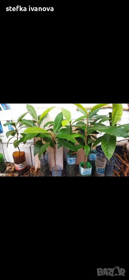 Японски мушмули продава, снимка 1