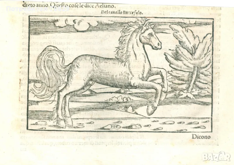 КОНЯТ НА АЛЕКСАНДЪР МАКЕДОНСКИ - 18 В., снимка 1