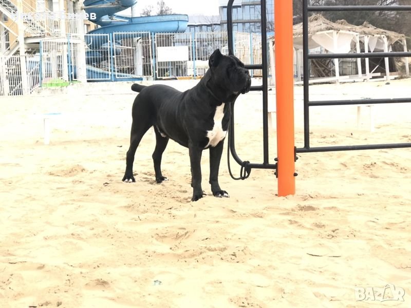 (РАЗПЛОД ) Родословно кане корсо мъжко от развъдник в Сърбия , снимка 1