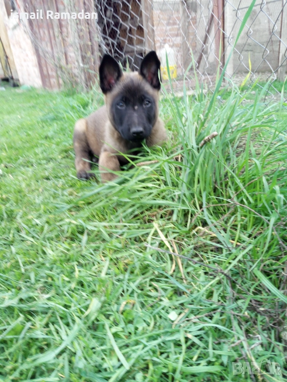 Малки белгийска Малиноа, снимка 1