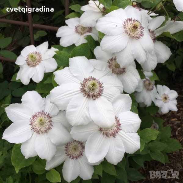 Clematis Krolowa Jadwiga, снимка 1