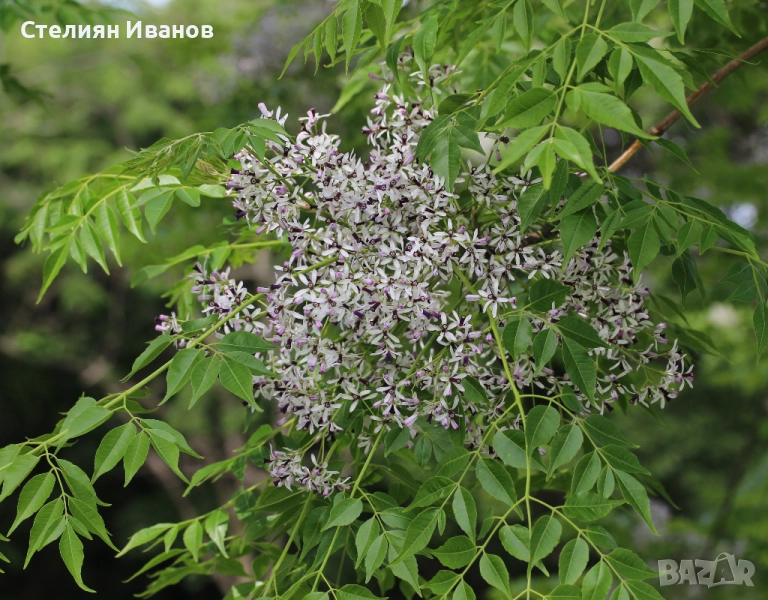 Хималайска мелия (Melia azedarach), снимка 1