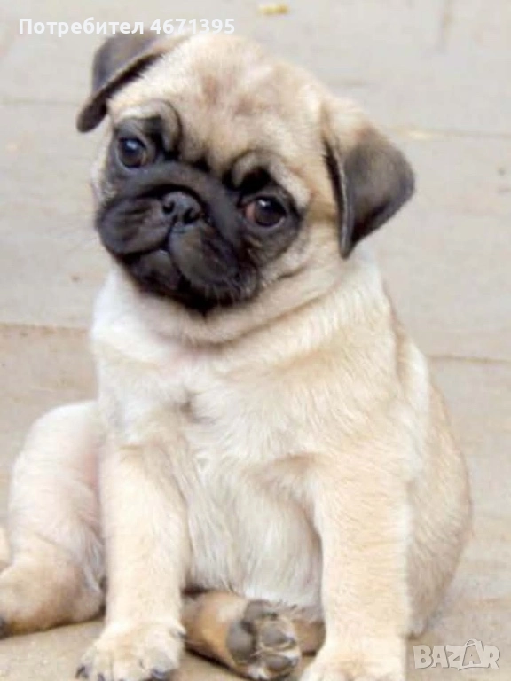 Мопс, снимка 1