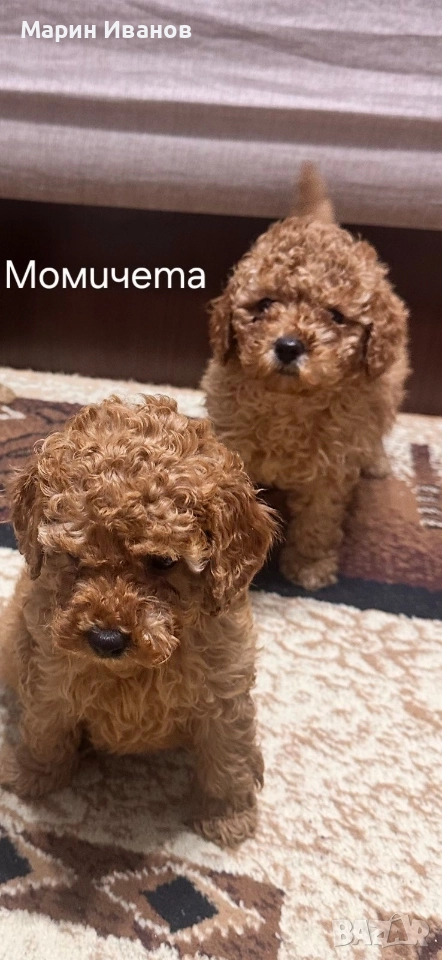 Мини пуделчета с две ваксини!, снимка 1