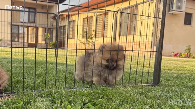 Померан , снимка 1