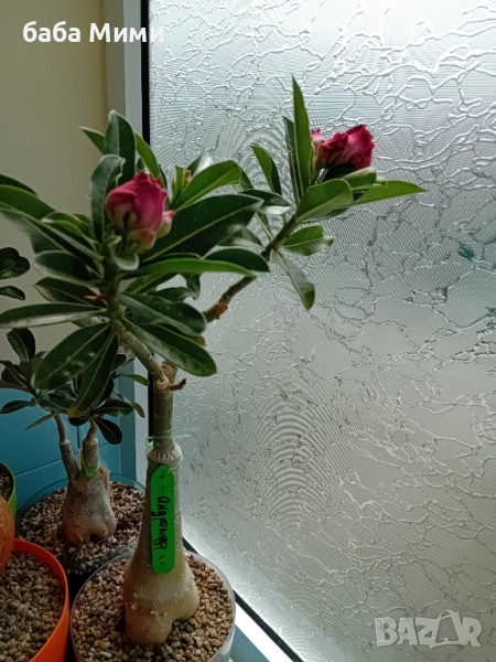 Адениум Андромеда, снимка 1