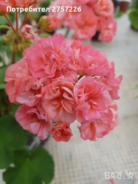 P.mormor, снимка 1