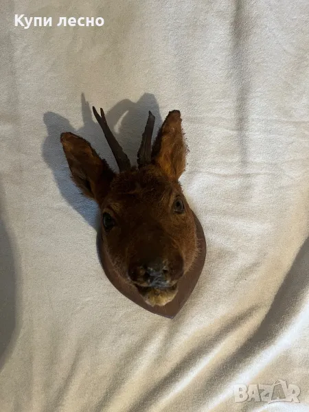 Трофей от сръндак, снимка 1