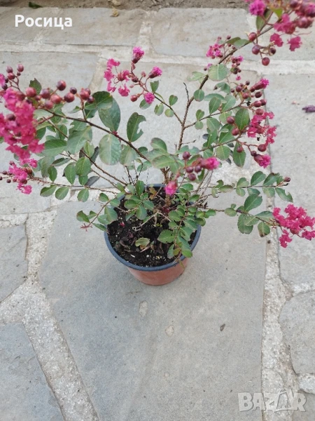 индийски люляк , снимка 1