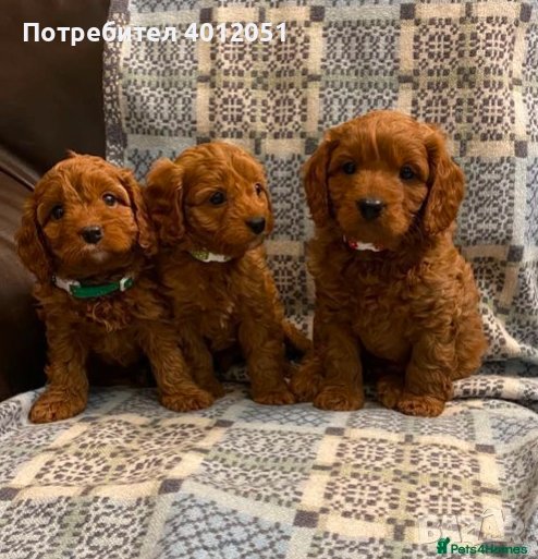 F1 Cavapoo кученца, снимка 1