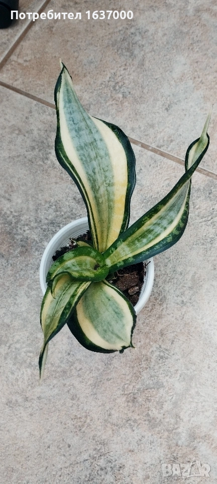 Мини сансевиера Twirl star, снимка 1