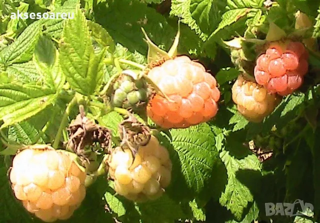 20 Семена от Британска Есенна Златна Малина Златни витаминозни Сладки Малини от Колумбия плодове, снимка 15 - Сортови семена и луковици - 50220808