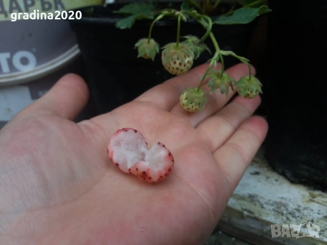 Бяла ягода - ананасова , снимка 4 - Стайни растения - 27205117