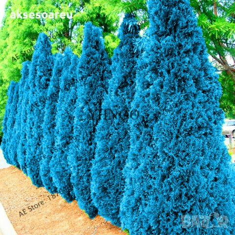 100 бр. семена кипарис синя елха бор сини иглолистни кипарисови дървета бонсай екзотични за декораци, снимка 15 - Сортови семена и луковици - 37707505