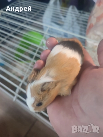 Морски свинчета , снимка 3 - Морски свинчета - 52919769