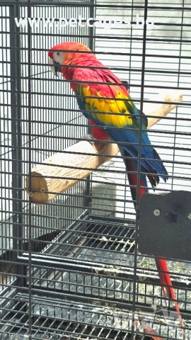 Скарлет Ара - Женска 5 г., снимка 3 - Папагали - 52448443