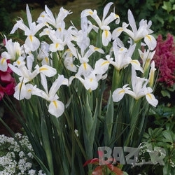 Ирис White van Vliet , снимка 8 - Градински цветя и растения - 51754895