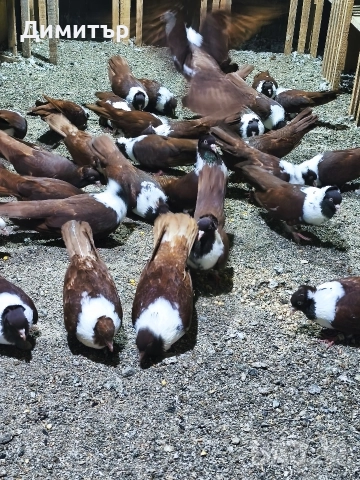 Чирпански гълъби 