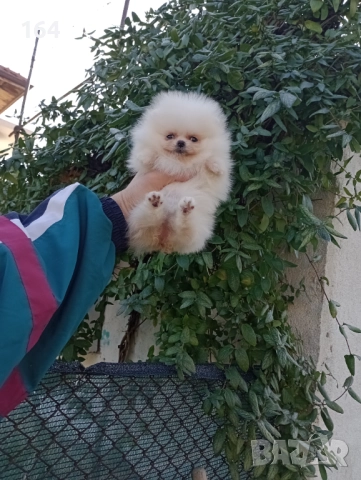 Миниатюрен мини Померан., снимка 8 - Померан - 52854083