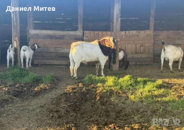 пръч боер, снимка 2 - Кози - 52481990