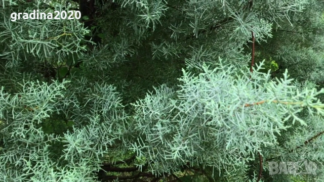 Аризонският кипарис, снимка 2 - Разсади - 51410295