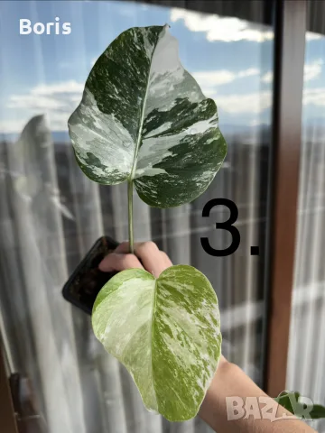 Редки стайни растения , снимка 4 - Стайни растения - 56217613