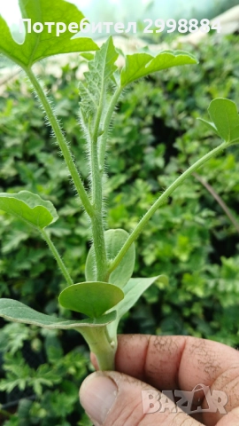 Разсад, снимка 2 - Разсади - 52471727