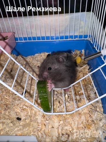 Syrian Hamster, снимка 3 - Хамстери - 54321706
