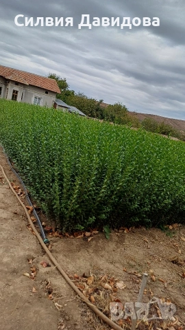 Лигуструм за жив плет , снимка 6 - Градински цветя и растения - 54008160
