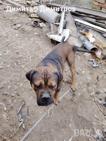 Продавам 5 бр кученца Кане корсо месец и половина, снимка 2 - Кане корсо - 54114827