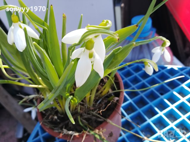 КОКИЧЕТА ЗА ДОМА ИЛИ ГРАДИНАТА ВИ 2302240823, снимка 4 - Градински цветя и растения - 44428647