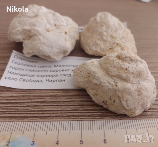 Фосили от България, снимка 2 - Други ценни предмети - 39153101