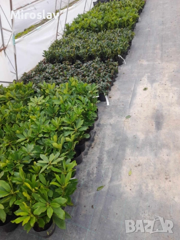 Рододендрон-(Налични 6 цвята), снимка 8 - Градински цветя и растения - 53878434