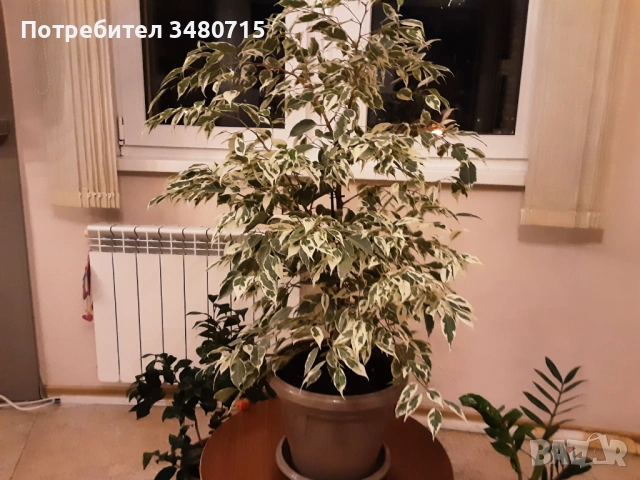 Фикус Бенджамин шарен, 90 см.
