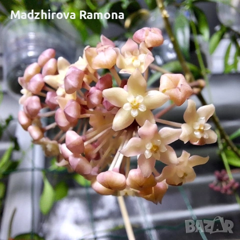 Hoya Хоя Sarawak cream 